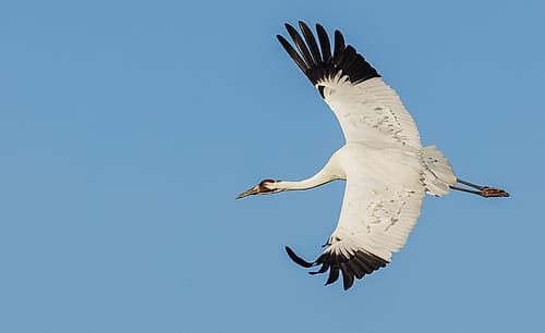 USA-South Texas Aranas National Wildlife Refuge-whooping crane flying Art Print